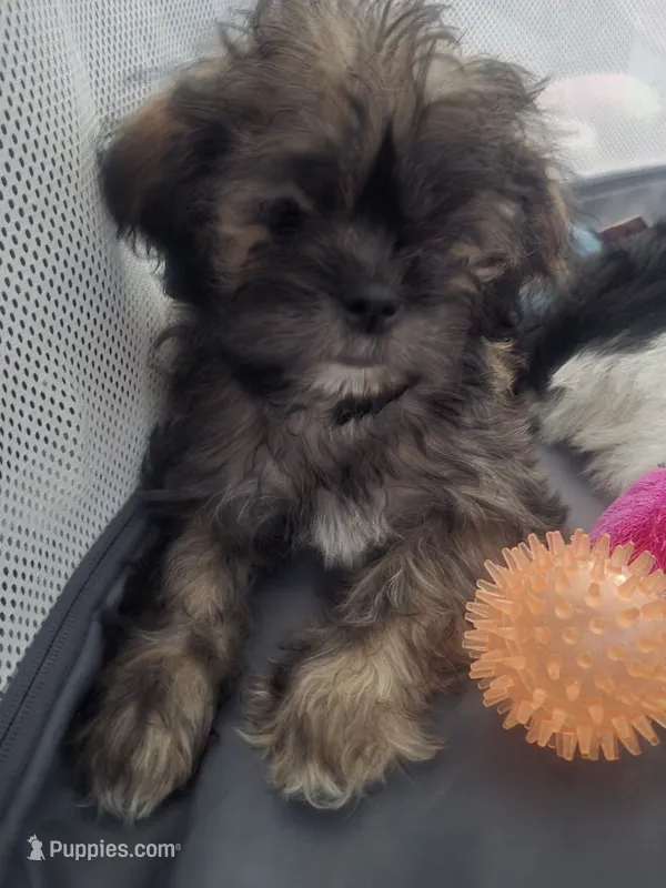 Walnut – Shorkie puppy for sale in Vineland, NJ