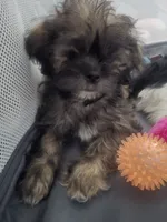 Walnut, a male Shorkie for sale in Vineland, NJ – 1 of 9