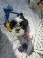 Ringo, a female Shorkie for sale in Vineland, NJ – 7 of 10