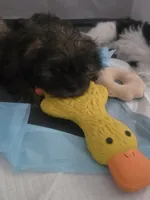 Walnut, a male Shorkie for sale in Vineland, NJ – 9 of 9