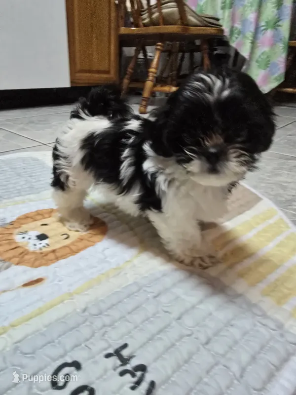 Daisy  – Shorkie puppy for sale in Vineland, NJ