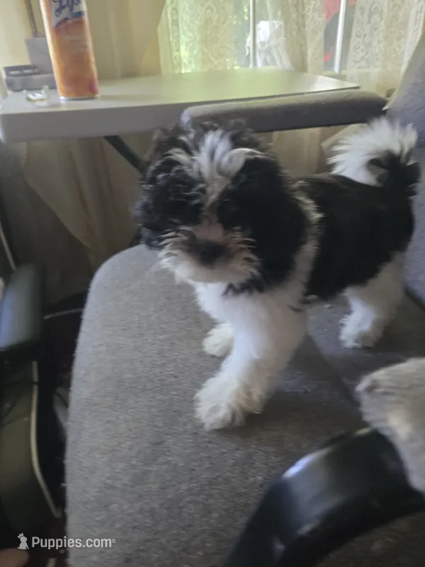 Oreo – Shorkie puppy for sale in Vineland, NJ