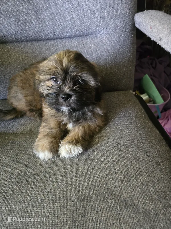 Cashew aka  Cass – Shorkie puppy for sale in Vineland, NJ