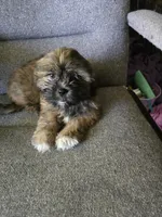 Cashew aka  Cass, a male Shorkie for sale in Vineland, NJ – 1 of 9