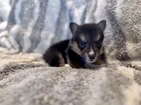 Richard, a male Pembroke Welsh Corgi for sale in Cookville, TX – 7 of 9
