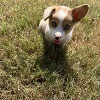 Chelsea, a female Cardigan Welsh Corgi and Pembroke Welsh Corgi for sale in Cookville, TX – 7 of 7