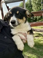 RJ, a male Cardigan Welsh Corgi and Pembroke Welsh Corgi for sale in Cookville, TX – 4 of 6