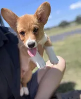 Owen, a male Pembroke Welsh Corgi for sale in Cookville, TX – 6 of 10