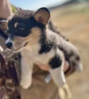 Rose, a female Cardigan Welsh Corgi and Pembroke Welsh Corgi for sale in Cookville, TX – Photo 3 of 8