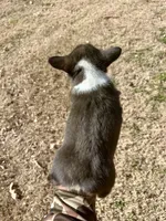 Rose, a female Cardigan Welsh Corgi and Pembroke Welsh Corgi for sale in Cookville, TX – Photo 6 of 8