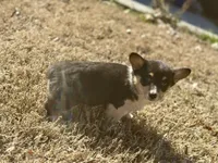Rose, a female Cardigan Welsh Corgi and Pembroke Welsh Corgi for sale in Cookville, TX – Photo 1 of 8