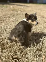 Rose, a female Cardigan Welsh Corgi and Pembroke Welsh Corgi for sale in Cookville, TX – Photo 7 of 8