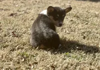 Rose, a female Cardigan Welsh Corgi and Pembroke Welsh Corgi for sale in Cookville, TX – Photo 8 of 8
