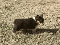 Rose, a female Cardigan Welsh Corgi and Pembroke Welsh Corgi for sale in Cookville, TX – Photo 5 of 8
