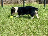 RJ, a male Cardigan Welsh Corgi and Pembroke Welsh Corgi for sale in Cookville, TX – 7 of 10