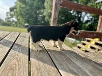 RJ, a male Cardigan Welsh Corgi and Pembroke Welsh Corgi for sale in Cookville, TX – 6 of 6