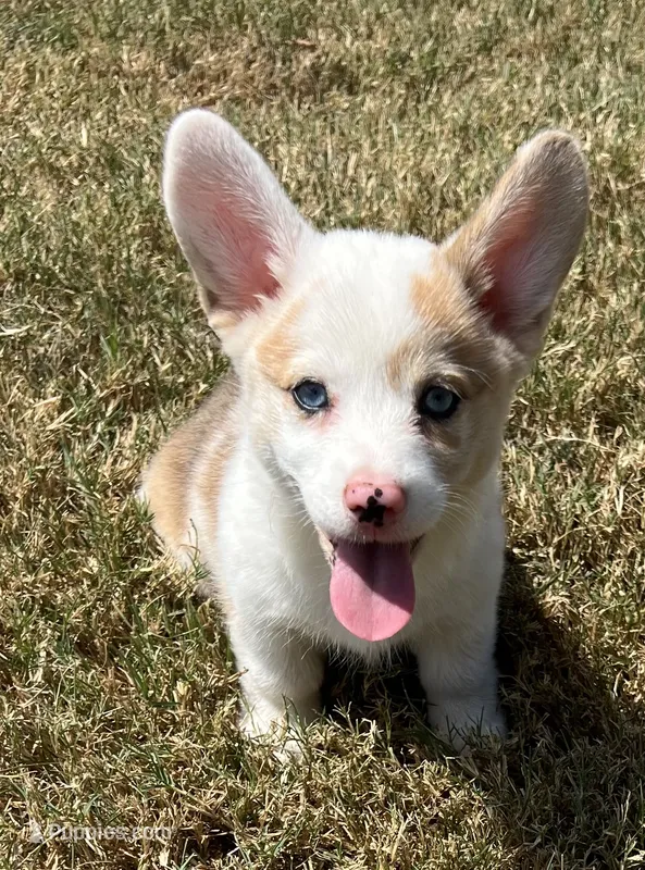 Crissy – Cardigan Welsh Corgi, Pembroke Welsh Corgi puppy for sale in Cookville, TX