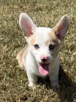 Crissy, a female Cardigan Welsh Corgi and Pembroke Welsh Corgi for sale in Cookville, TX – 1 of 7