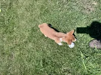 Owen, a male Pembroke Welsh Corgi for sale in Cookville, TX – 10 of 10