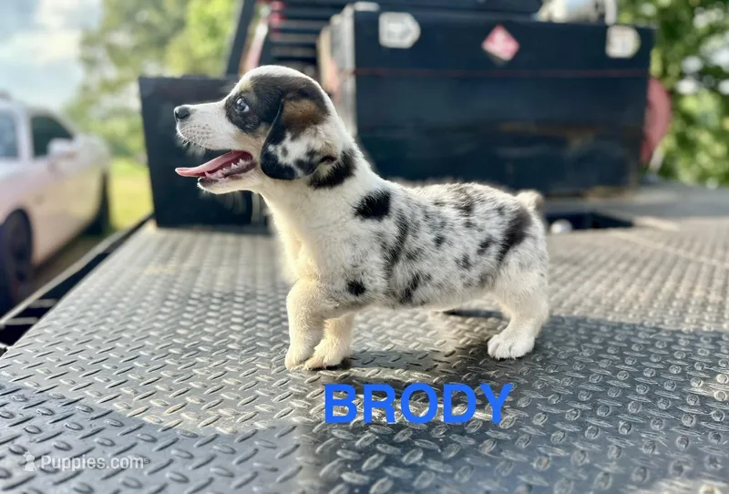 Brody – Cardigan Welsh Corgi, Pembroke Welsh Corgi puppy for sale in Cookville, TX