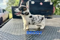 Brody, a male Cardigan Welsh Corgi and Pembroke Welsh Corgi for sale in Cookville, TX – Photo 1 of 5