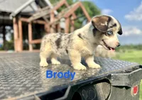 Brody, a male Cardigan Welsh Corgi and Pembroke Welsh Corgi for sale in Cookville, TX – Photo 3 of 5