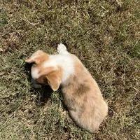 Chelsea, a female Cardigan Welsh Corgi and Pembroke Welsh Corgi for sale in Cookville, TX – 6 of 7