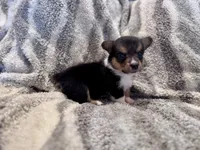 Izzy, a female Pembroke Welsh Corgi for sale in Cookville, TX – 5 of 6