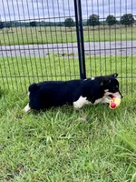 Bonnie, a female Cardigan Welsh Corgi and Pembroke Welsh Corgi for sale in Cookville, TX – 6 of 8