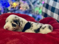 Lilly, a female Cardigan Welsh Corgi and Pembroke Welsh Corgi for sale in Cookville, TX – Photo 1 of 8