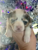 Lilly, a female Cardigan Welsh Corgi and Pembroke Welsh Corgi for sale in Cookville, TX – Photo 2 of 8