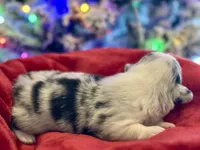 Lilly, a female Cardigan Welsh Corgi and Pembroke Welsh Corgi for sale in Cookville, TX – Photo 7 of 8