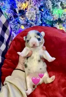 Lilly, a female Cardigan Welsh Corgi and Pembroke Welsh Corgi for sale in Cookville, TX – Photo 6 of 8