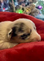 Lilly, a female Cardigan Welsh Corgi and Pembroke Welsh Corgi for sale in Cookville, TX – Photo 5 of 8