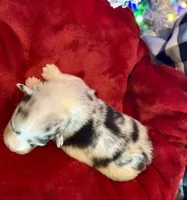 Lilly, a female Cardigan Welsh Corgi and Pembroke Welsh Corgi for sale in Cookville, TX – Photo 8 of 8