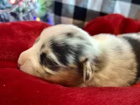 Lilly, a female Cardigan Welsh Corgi and Pembroke Welsh Corgi for sale in Cookville, TX – Photo 4 of 8