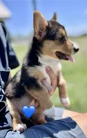 Richard, a male Pembroke Welsh Corgi for sale in Cookville, TX – 8 of 9