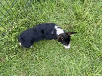 Bessie, a female Cardigan Welsh Corgi and Pembroke Welsh Corgi for sale in Cookville, TX – 6 of 10