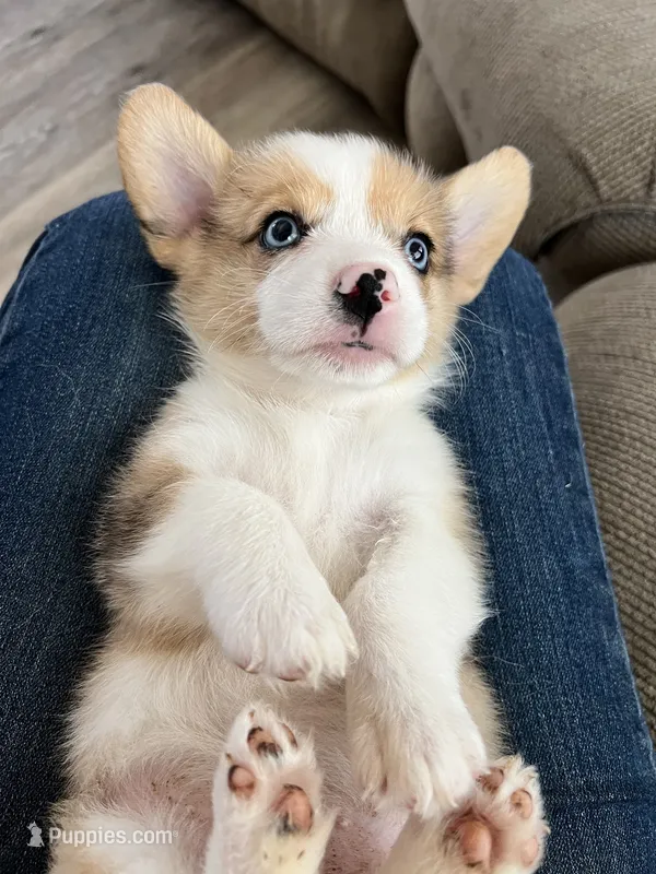 Cassie – Cardigan Welsh Corgi, Pembroke Welsh Corgi puppy for sale in Cookville, TX