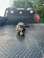 Bryson, a male Cardigan Welsh Corgi and Pembroke Welsh Corgi for sale in Cookville, TX – 7 of 9