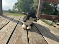 RJ, a male Cardigan Welsh Corgi and Pembroke Welsh Corgi for sale in Cookville, TX – 5 of 6