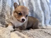 George, a male Pembroke Welsh Corgi for sale in Cookville, TX – 9 of 9