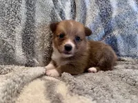 Owen, a male Pembroke Welsh Corgi for sale in Cookville, TX – 3 of 7