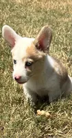 Crissy, a female Cardigan Welsh Corgi and Pembroke Welsh Corgi for sale in Cookville, TX – 2 of 7