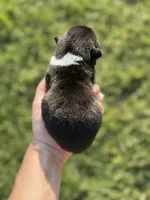 Richard, a male Pembroke Welsh Corgi for sale in Cookville, TX – 2 of 3