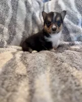 Mer, a female Pembroke Welsh Corgi for sale in Cookville, TX – 4 of 6