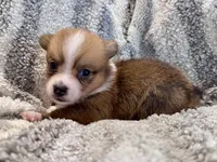 Alex, a male Pembroke Welsh Corgi for sale in Cookville, TX – 7 of 8