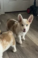 Crissy, a female Cardigan Welsh Corgi and Pembroke Welsh Corgi for sale in Cookville, TX – 3 of 8