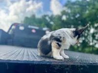 Bryson, a male Cardigan Welsh Corgi and Pembroke Welsh Corgi for sale in Cookville, TX – 2 of 9