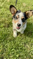 Boone, a male Cardigan Welsh Corgi and Pembroke Welsh Corgi for sale in Cookville, TX – 4 of 6